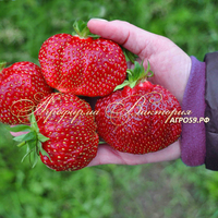 Клубника ГЕНРИ (КРУПНОМЕР! ОГРОМНЫЙ КУСТ, УРОЖАЙ В ГОД ПОСАДКИ) Клубника ГЕНРИ (КРУПНОМЕР! ОГРОМНЫЙ КУСТ, УРОЖАЙ В ГОД ПОСАДКИ)